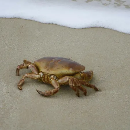 Kiekin Apartment Wenningstedt-Braderup